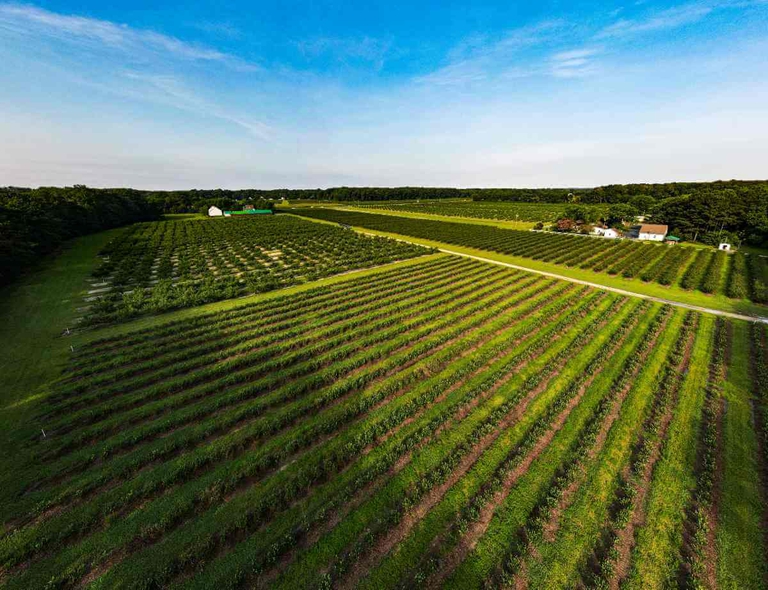 Overview of the historic Bennett Farmstead featuring rows and rows of lush blueberry and peach plants. 